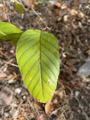 Frangula betulifolia