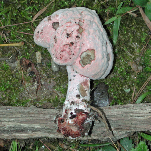 Representative image of Mycogone rosea