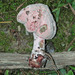 Mycogone rosea - Photo (c) Joanne and Robert Solem, alguns direitos reservados (CC BY-NC), uploaded by Joanne and Robert Solem