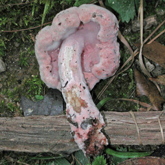 Mycogone rosea