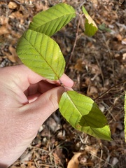 Frangula betulifolia