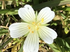 Limnanthes