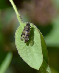 Rhagio dichromaticus