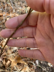 Frangula betulifolia