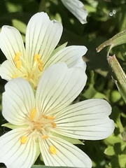 Limnanthes