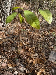 Frangula betulifolia