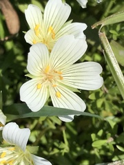 Limnanthes