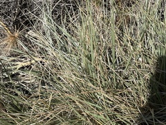 Spinifex