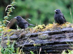 Curaeus curaeus curaeus