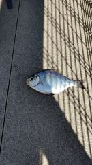 Hyperprosopon argenteum