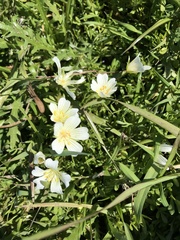 Limnanthes