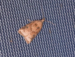 Platynota flavedana