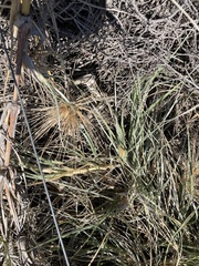 Spinifex