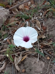 Ipomoea squamosa
