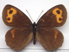 Erebia niphonica