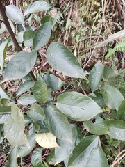 Photinia parvifolia