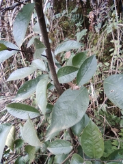 Photinia parvifolia