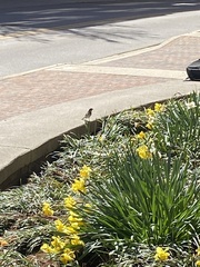 Passer domesticus
