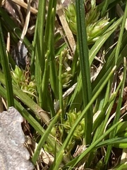 Carex reznicekii