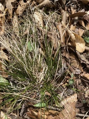 Carex reznicekii