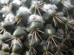 Mammillaria petrophila petrophila