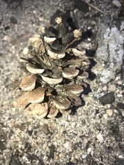 Pinus