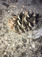Pinus