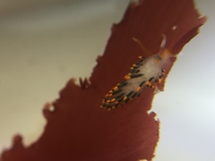 Diaphoreolis lagunae