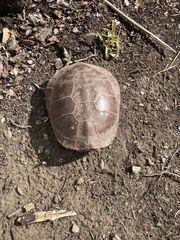 Actinemys marmorata marmorata