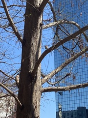Passer domesticus