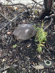 Actinemys marmorata marmorata