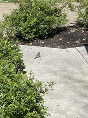 Passer domesticus