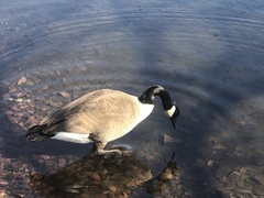 Branta canadensis