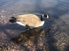 Branta canadensis