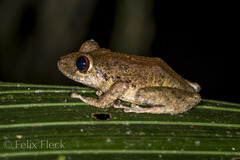 Pristimantis diadematus