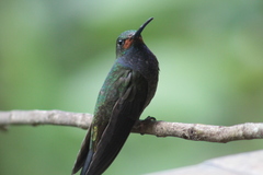 Urochroa bougueri