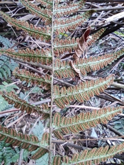 Dryopteris championii