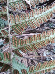 Dryopteris championii