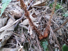 Dryopteris championii