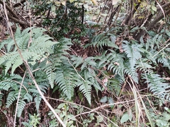 Dryopteris championii