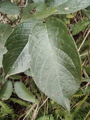 Photinia parvifolia