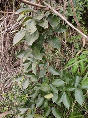 Photinia parvifolia