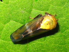 Drabescus conspicuus