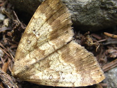 Scedopla diffusa