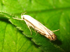 Polyhymno pontifera