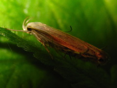 Polyhymno pontifera