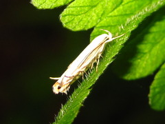 Polyhymno pontifera