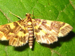 Piletocera luteosignata