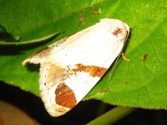 Sphragifera biplagiata