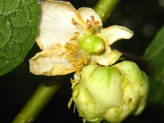 Actinidia polygama